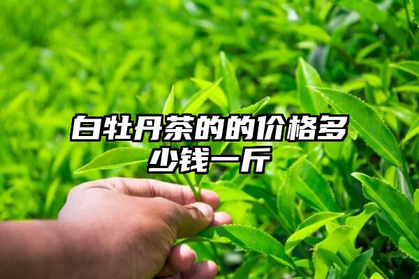 白牡丹茶的的价格多少钱一斤