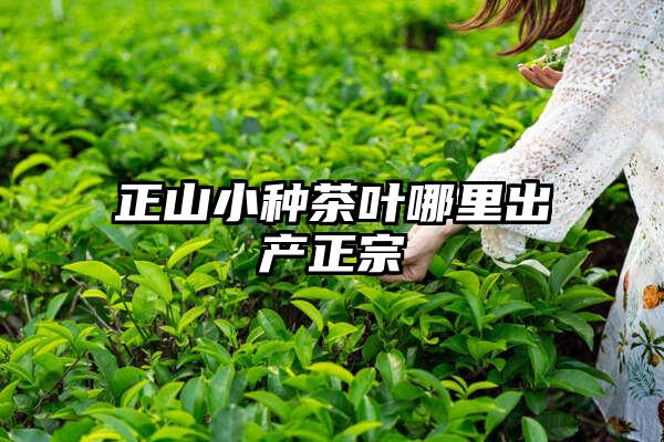 正山小种茶叶哪里出产正宗