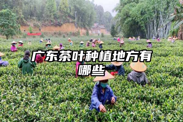 广东茶叶种植地方有哪些