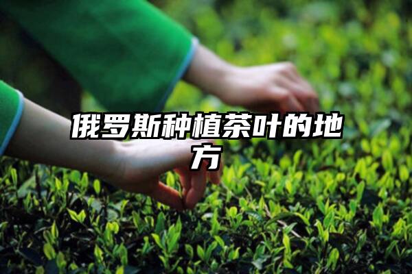 俄罗斯种植茶叶的地方