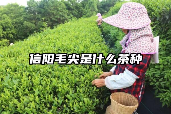 信阳毛尖是什么茶种