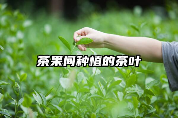 茶果间种植的茶叶