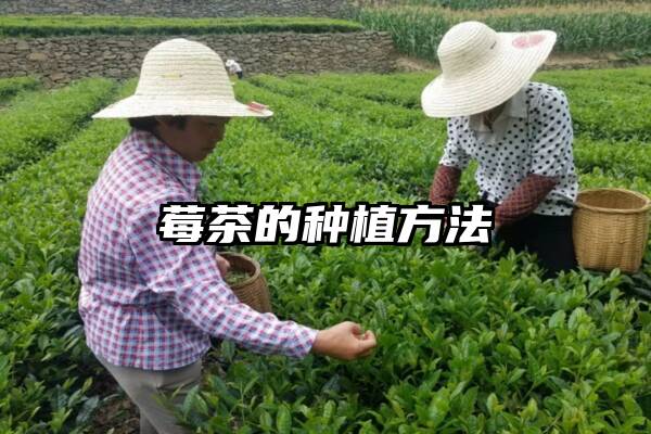 莓茶的种植方法