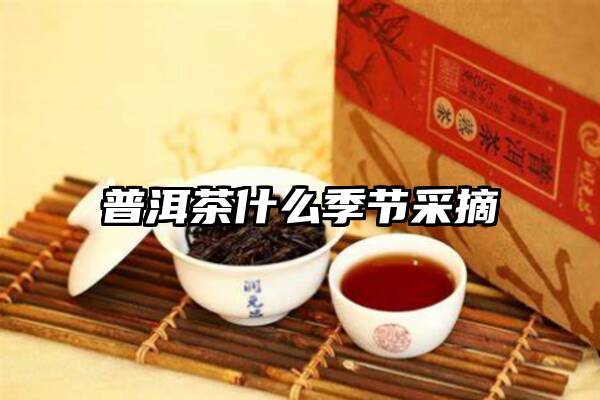 普洱茶什么季节采摘