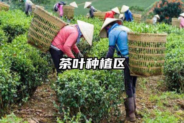 茶叶种植区