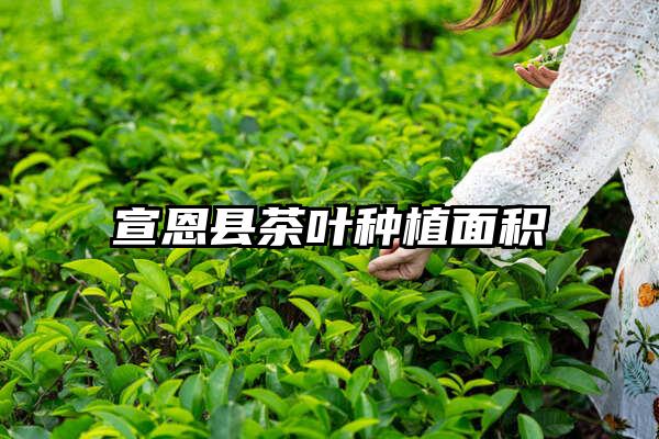 宣恩县茶叶种植面积