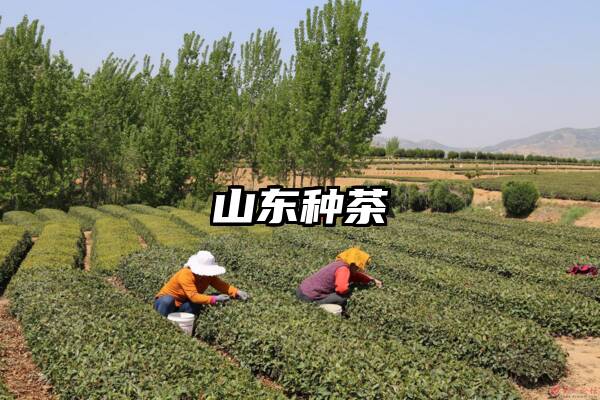 山东种茶