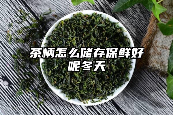 茶柄怎么储存保鲜好呢冬天