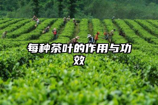 每种茶叶的作用与功效