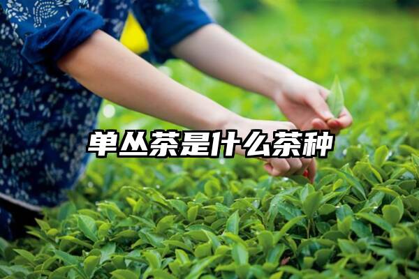 单丛茶是什么茶种