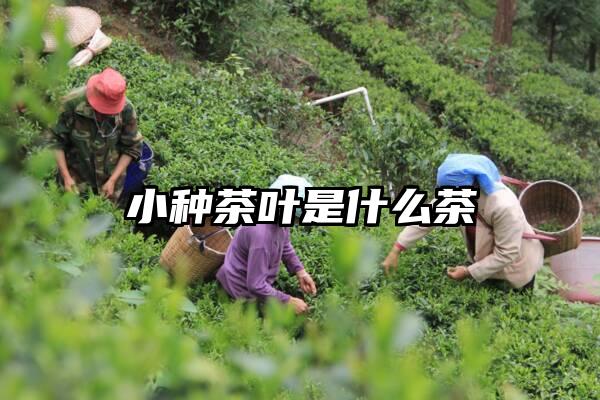 小种茶叶是什么茶