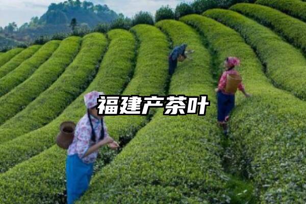 福建产茶叶