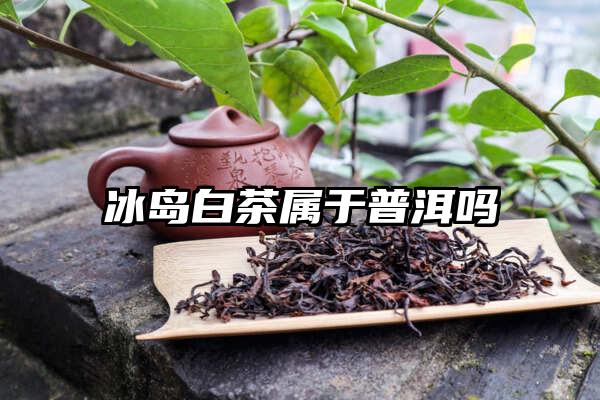 冰岛白茶属于普洱吗