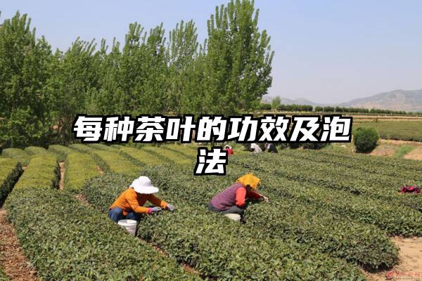 每种茶叶的功效及泡法