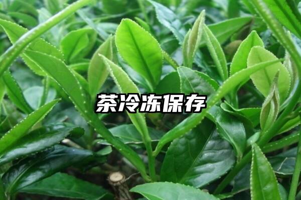 茶冷冻保存