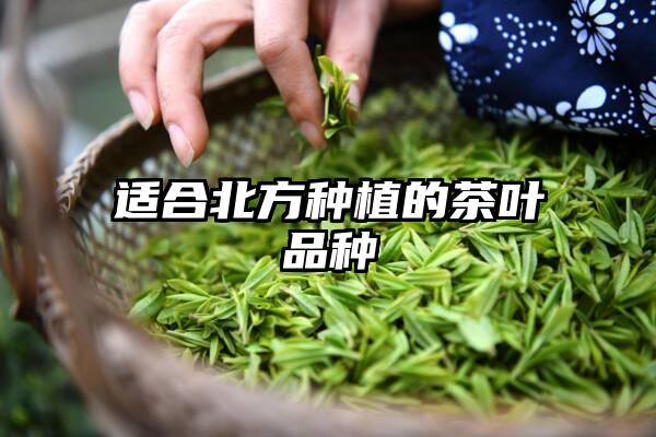 适合北方种植的茶叶品种