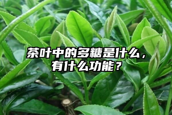 茶叶中的多糖是什么，有什么功能？