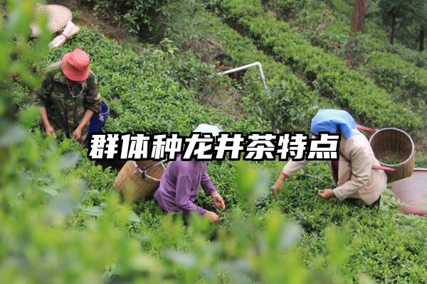 群体种龙井茶特点