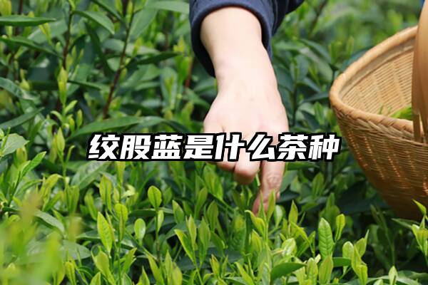 绞股蓝是什么茶种