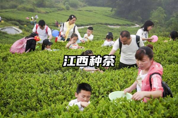 江西种茶