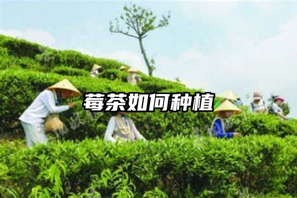 莓茶如何种植