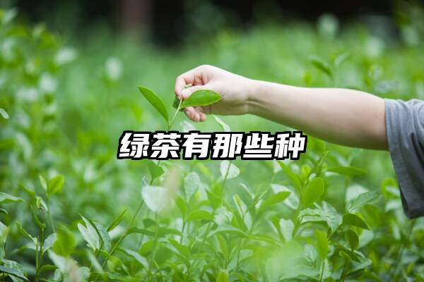 绿茶有那些种