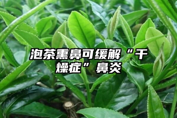 泡茶熏鼻可缓解“干燥症”鼻炎