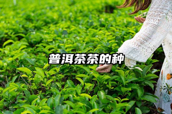 普洱茶茶的种