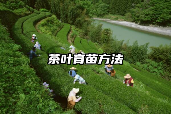 茶叶育苗方法