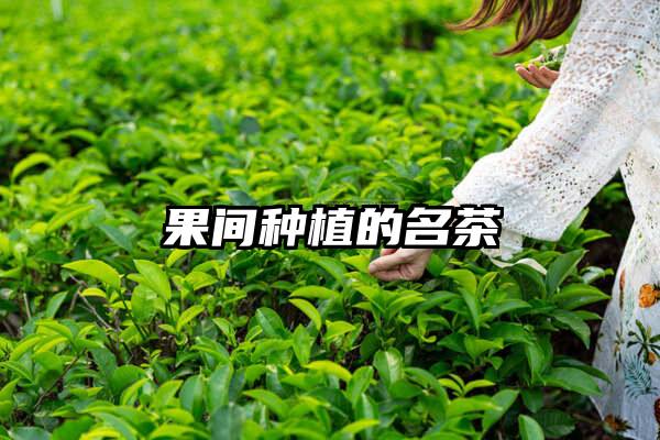 果间种植的名茶