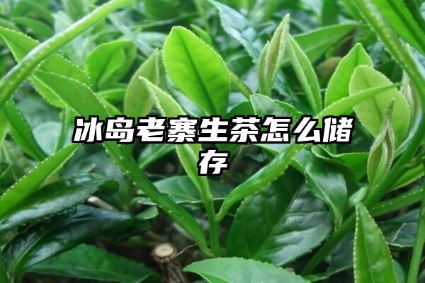 冰岛老寨生茶怎么储存