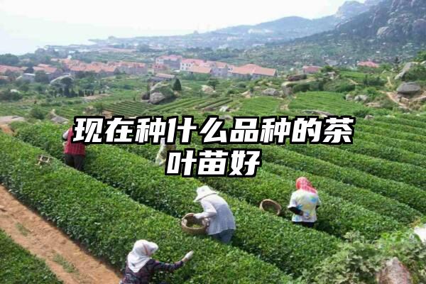 现在种什么品种的茶叶苗好