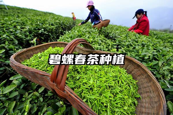 碧螺春茶种植