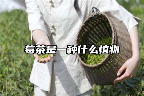 莓茶是一种什么植物