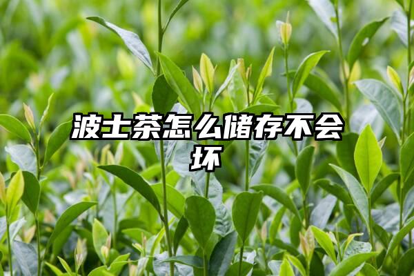 波士茶怎么储存不会坏