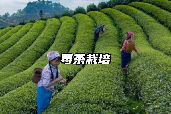 莓茶栽培