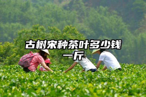 古树宋种茶叶多少钱一斤