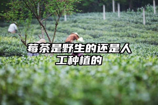 莓茶是野生的还是人工种植的