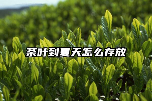 茶叶到夏天怎么存放