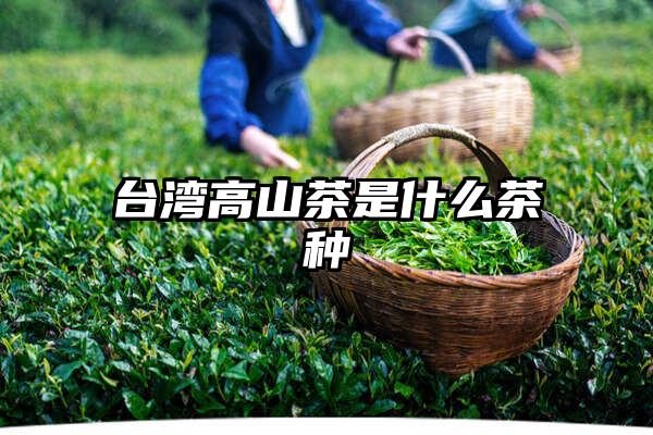 台湾高山茶是什么茶种