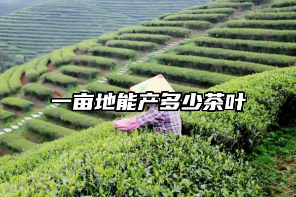 一亩地能产多少茶叶