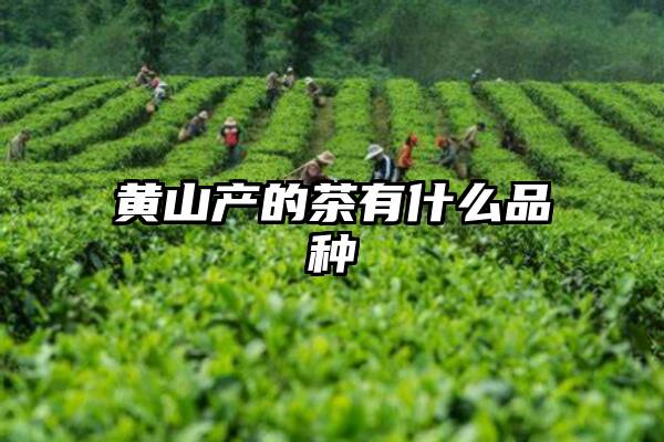 黄山产的茶有什么品种