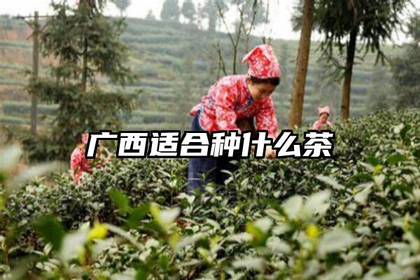 广西适合种什么茶