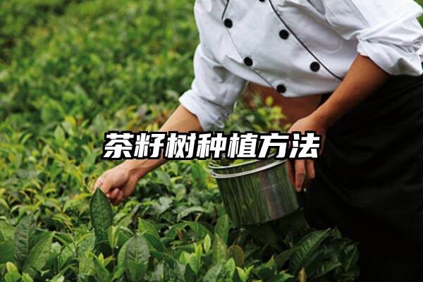 茶籽树种植方法