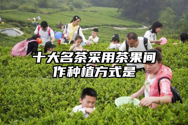 十大名茶采用茶果间作种植方式是