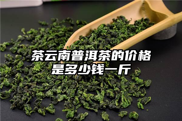 茶云南普洱茶的价格是多少钱一斤