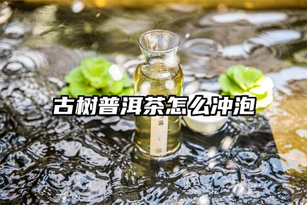 古树普洱茶怎么冲泡