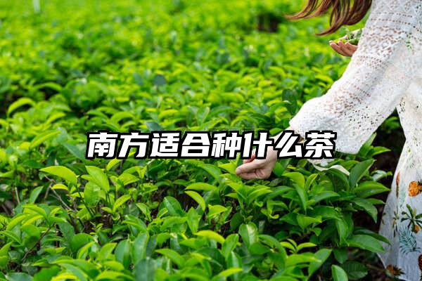 南方适合种什么茶