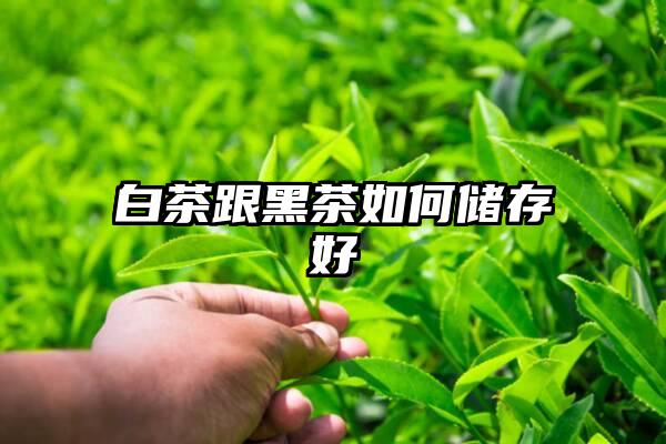 白茶跟黑茶如何储存好