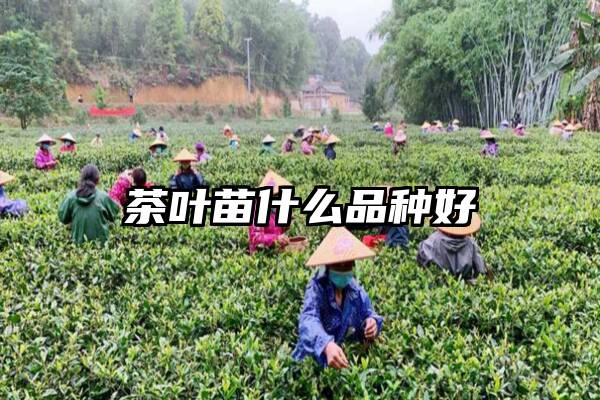 茶叶苗什么品种好